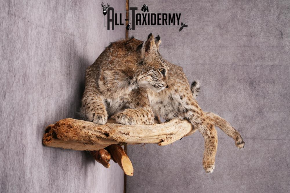 Bobcat taxidermy mount SKU 2522 - Image 4