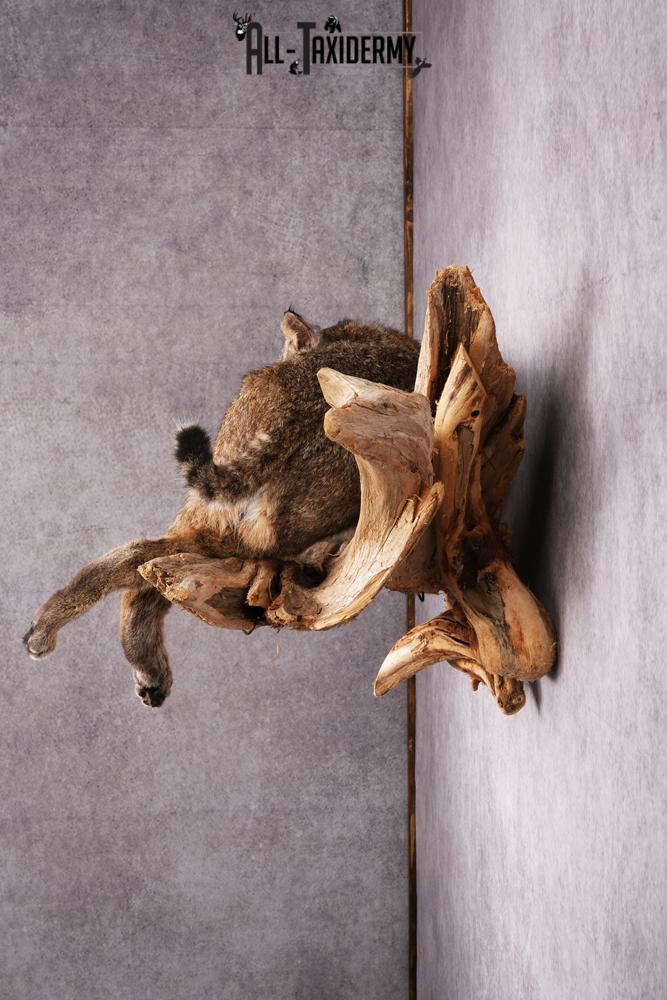 Bobcat taxidermy mount SKU 2522 - Image 3