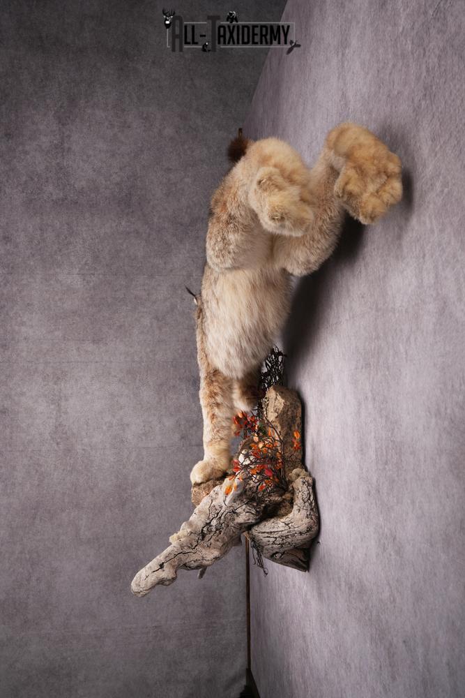 Lynx taxidermy mount SKU 2564 - Image 9