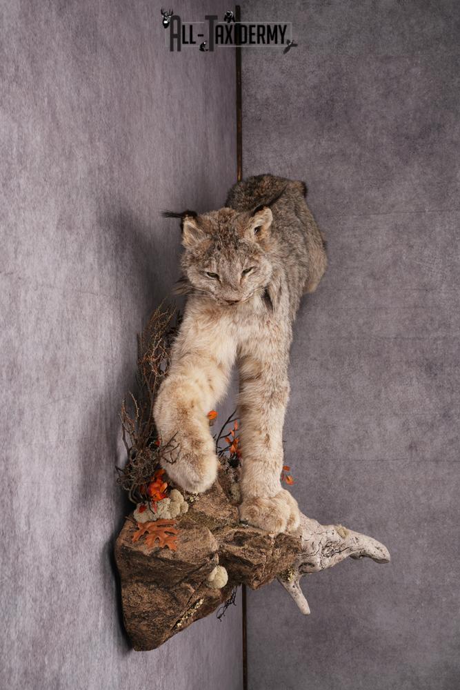Lynx taxidermy mount SKU 2564 - Image 8