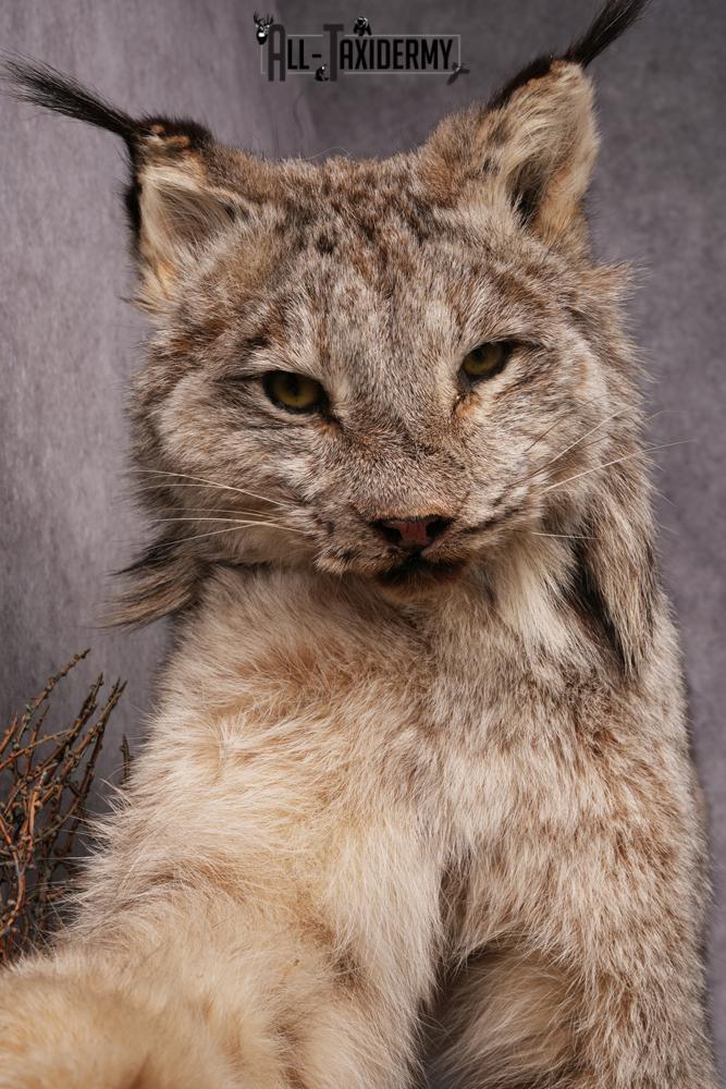 Lynx taxidermy mount SKU 2564 - Image 10