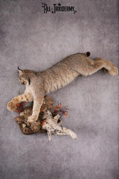 Lynx taxidermy mount SKU 2564