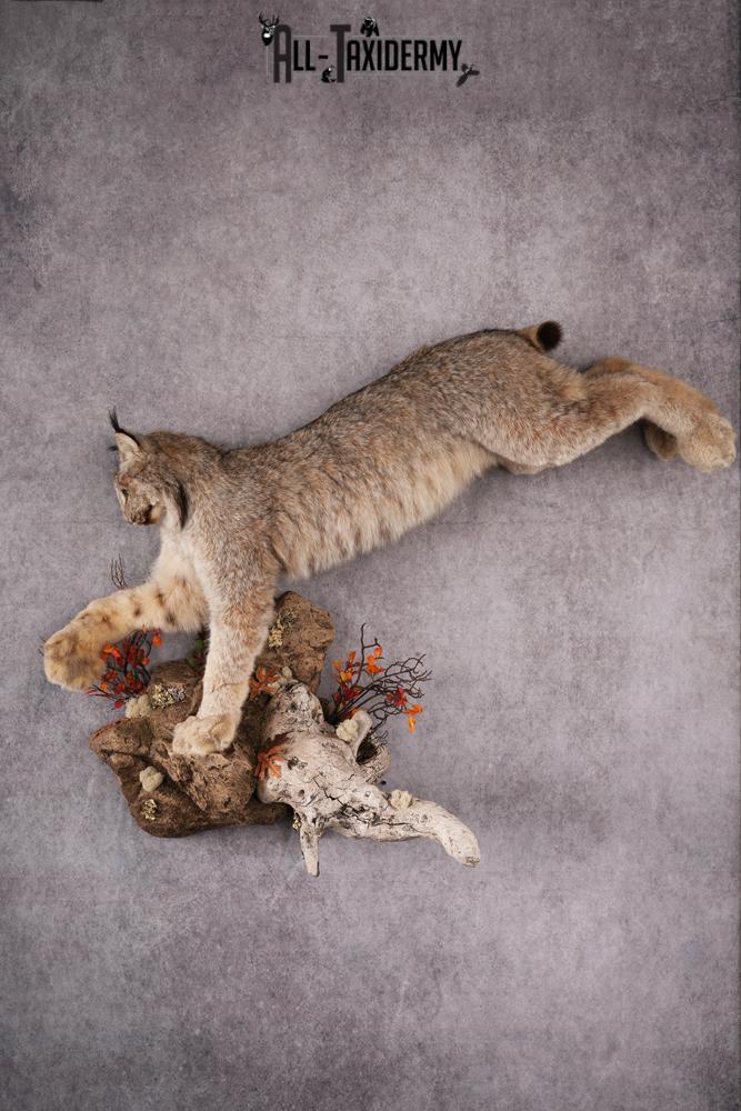 Lynx taxidermy mount SKU 2564
