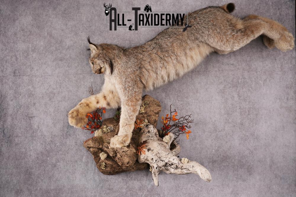 Lynx taxidermy mount SKU 2564 - Image 6
