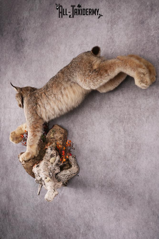 Lynx taxidermy mount SKU 2564 - Image 5