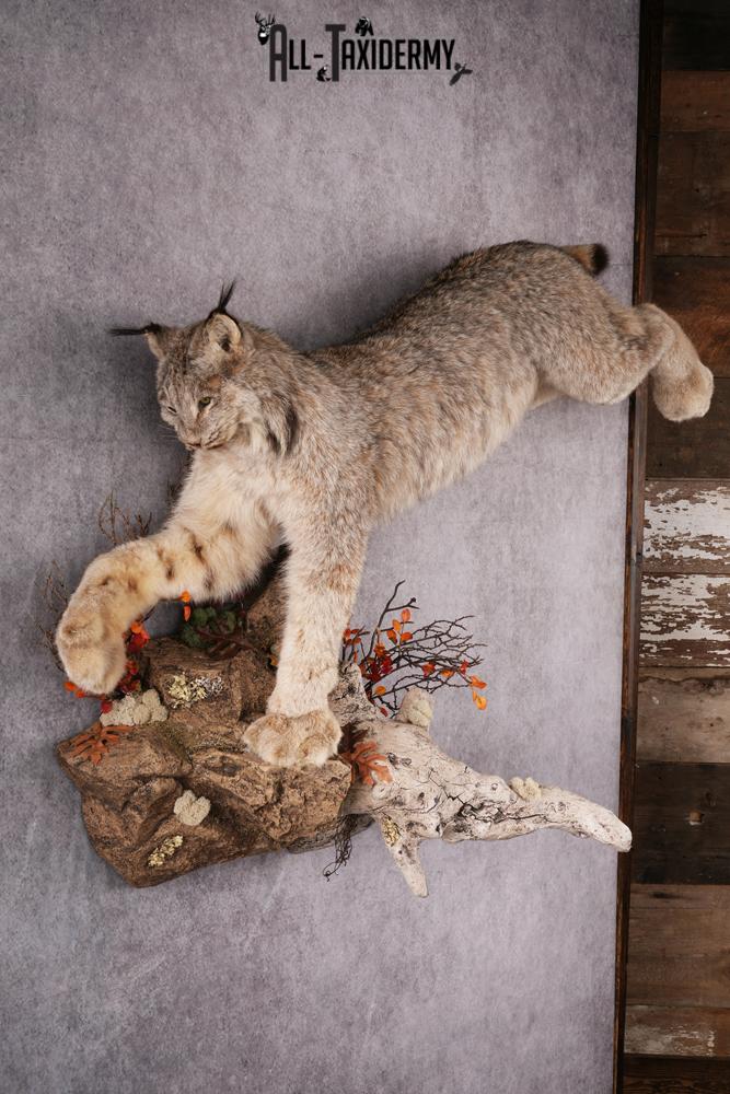 Canada Lynx Taxidermy