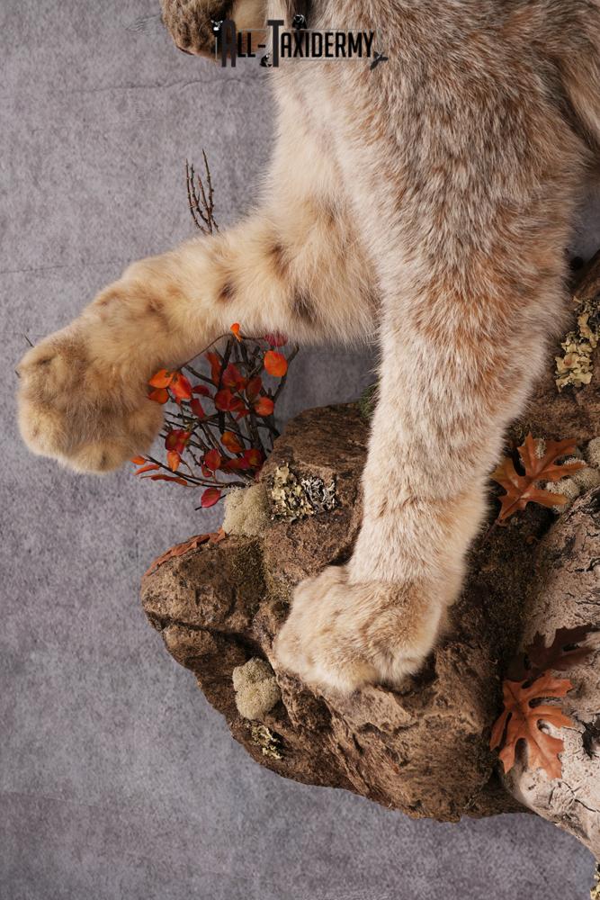 Lynx taxidermy mount SKU 2564 - Image 3