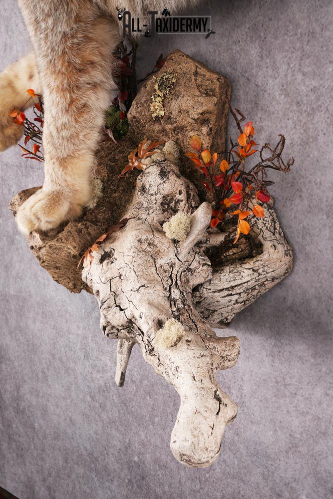 Lynx taxidermy mount SKU 2564 - Image 2