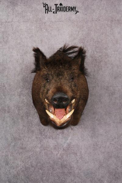 Wild Boar Taxidermy Mount SKU 2456