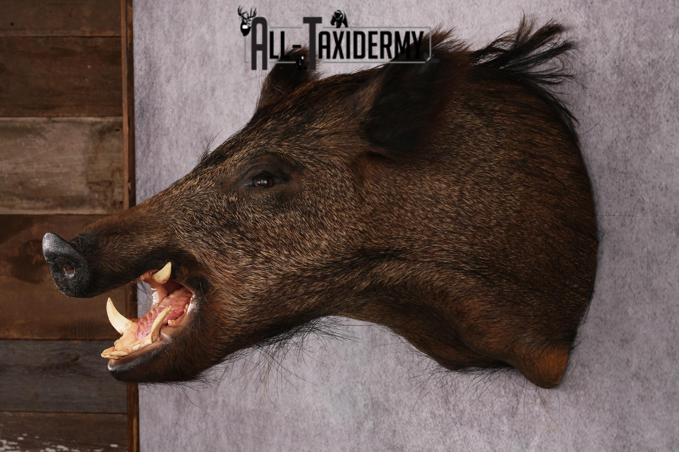 Wild Boar Taxidermy Mount SKU 2456 - Image 2