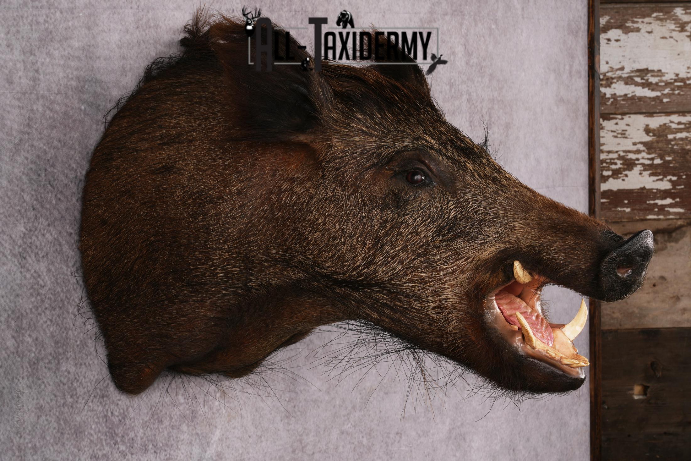 Wild Boar Taxidermy Mount SKU 2456 - Image 3