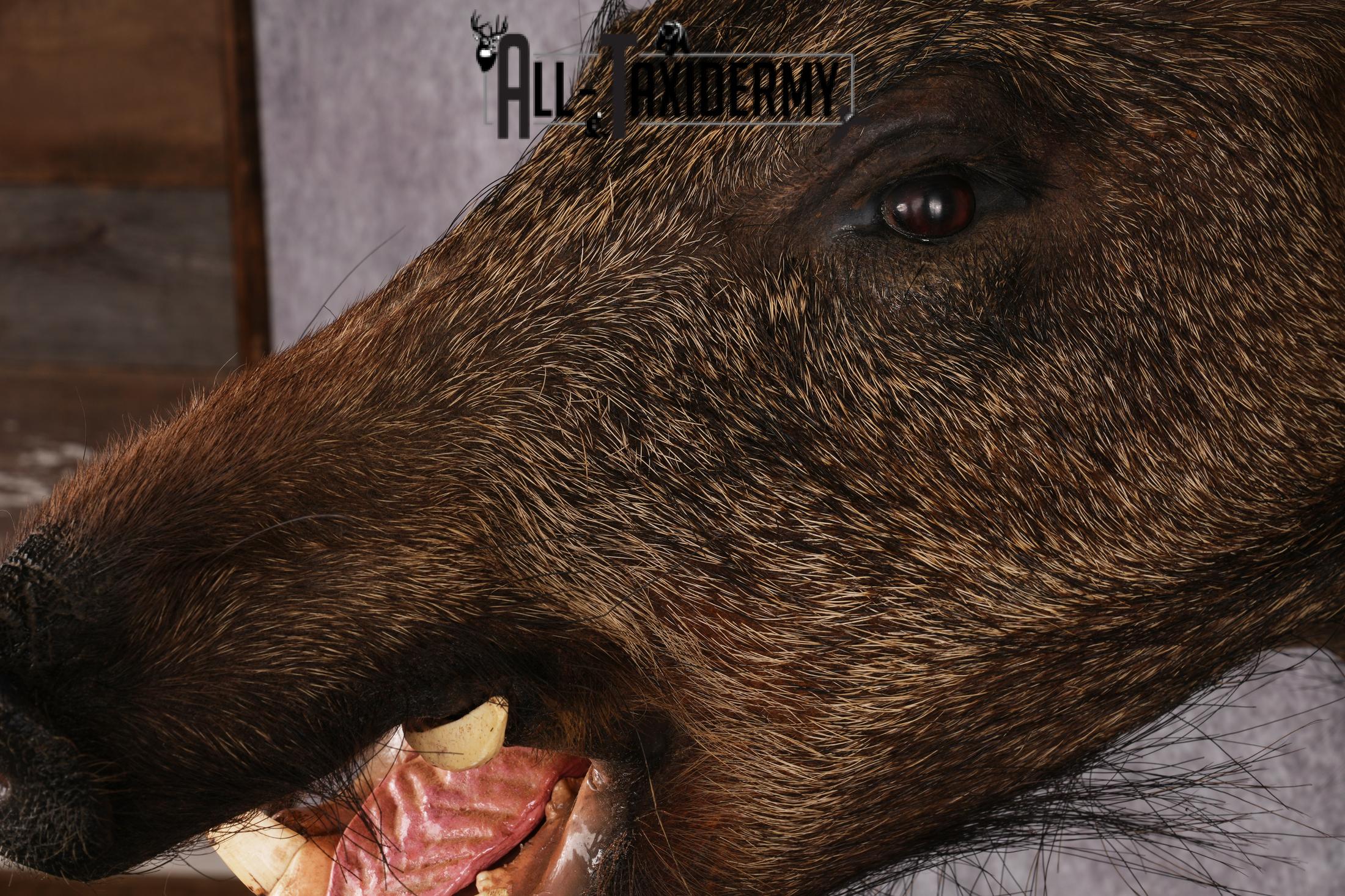 Wild Boar Taxidermy Mount SKU 2456 - Image 4