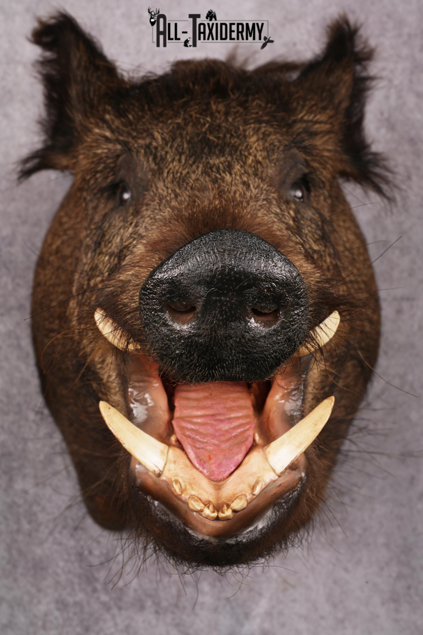 Wild Boar Taxidermy Mount SKU 2456 - Image 5