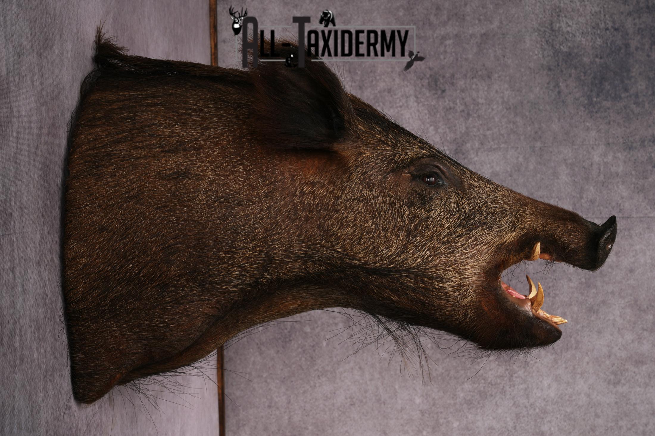 Wild Boar Taxidermy Mount SKU 2456 - Image 6