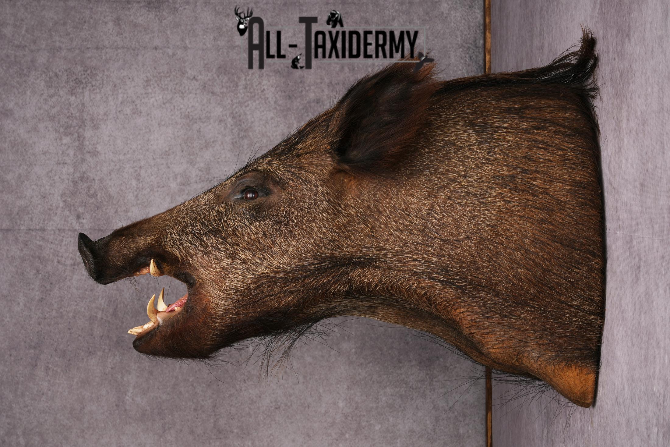 Wild Boar Taxidermy Mount SKU 2456 - Image 7