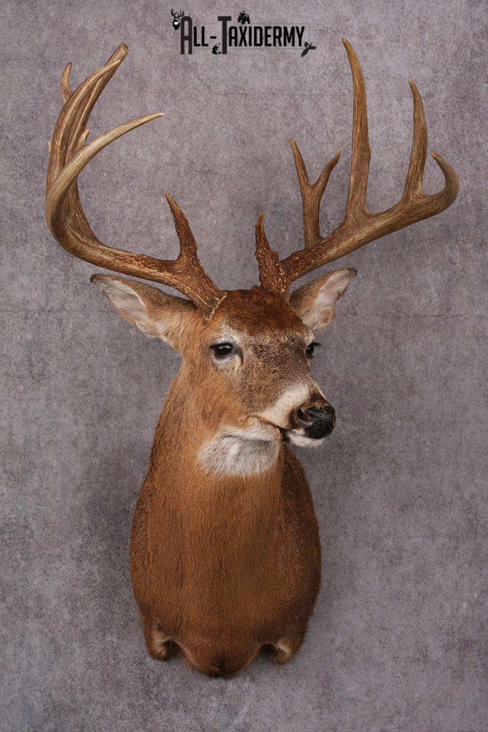 Whitetail deer taxidermy mount SKU 2563