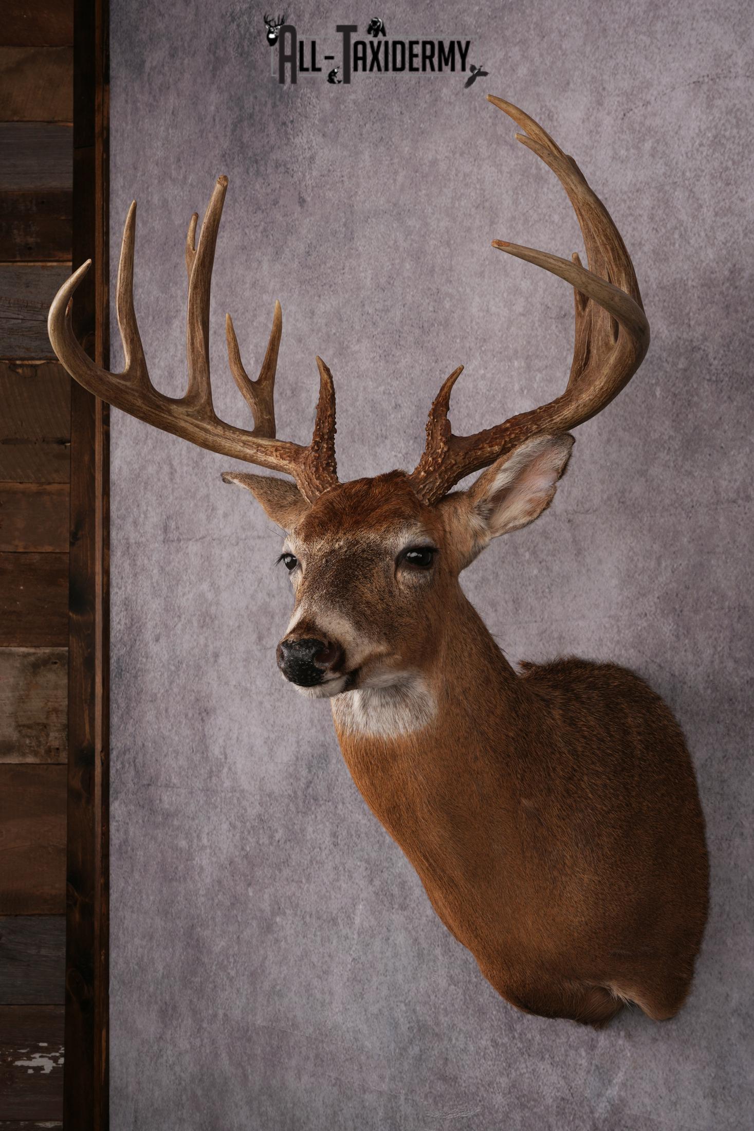 Whitetail deer taxidermy mount SKU 2563 - Image 2