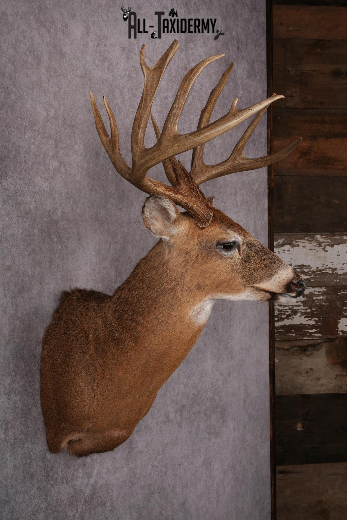 Whitetail deer taxidermy mount SKU 2563 - Image 3