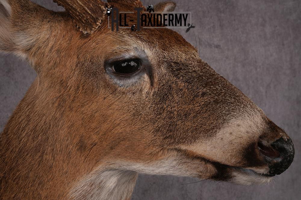 Whitetail deer taxidermy mount SKU 2563 - Image 8