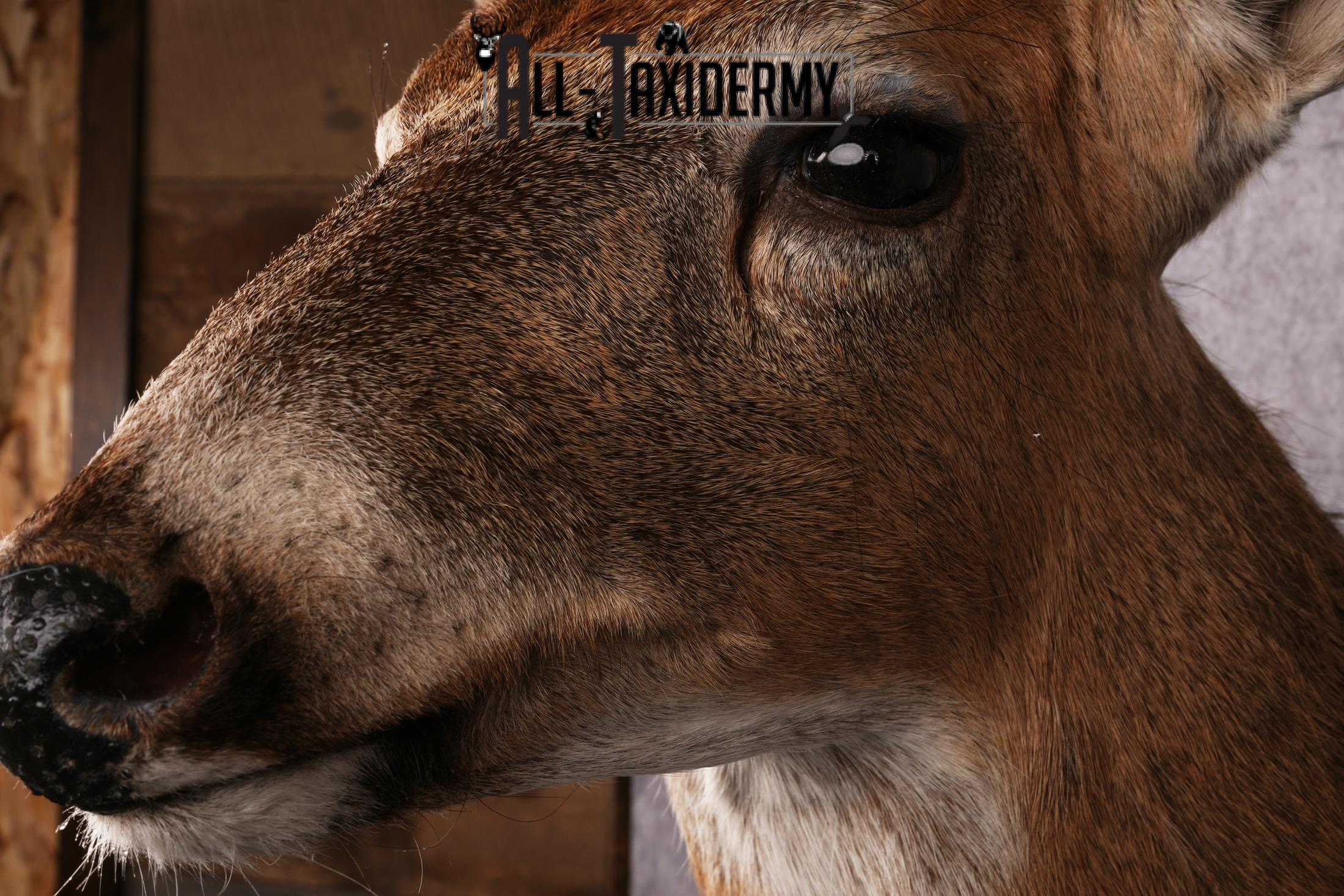 Whitetail deer taxidermy mount SKU 2563 - Image 7