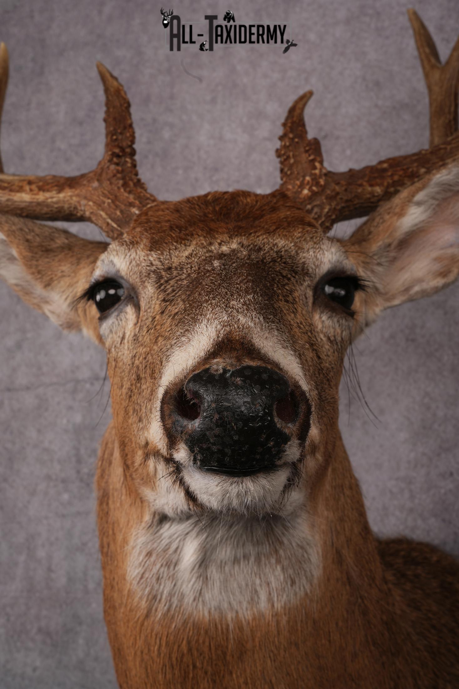 Whitetail deer taxidermy mount SKU 2563 - Image 6