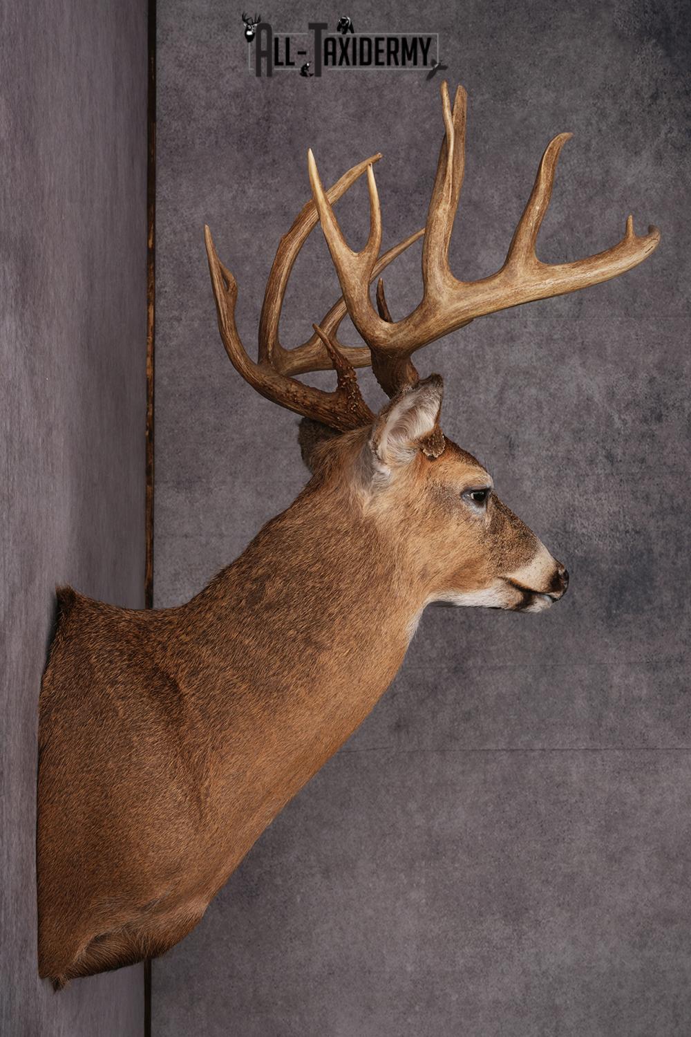 Whitetail deer taxidermy mount SKU 2563 - Image 5