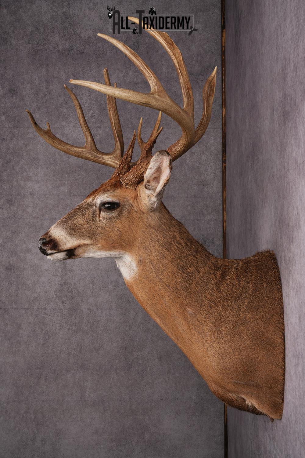 Whitetail deer taxidermy mount SKU 2563 - Image 4