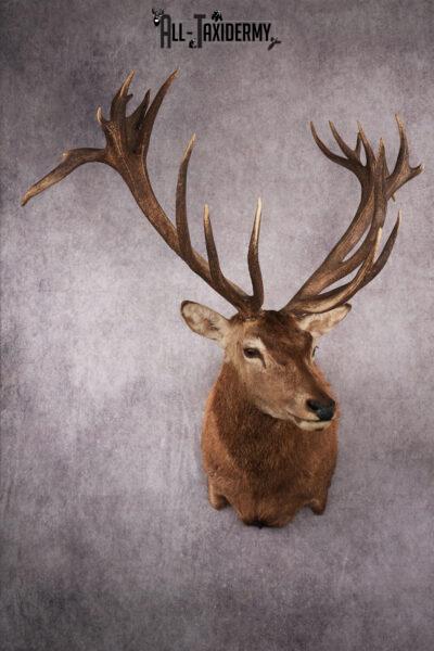Red Stag Taxidermy mount SKU 2590