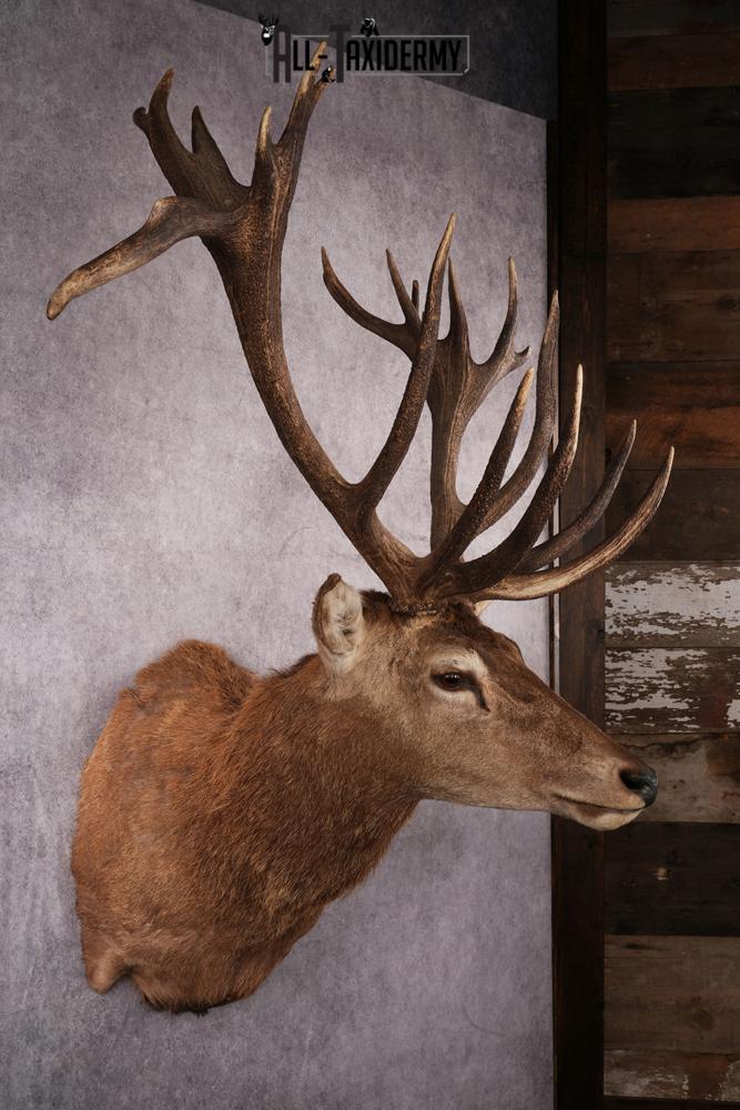 Red Stag Taxidermy mount SKU 2590 - Image 2