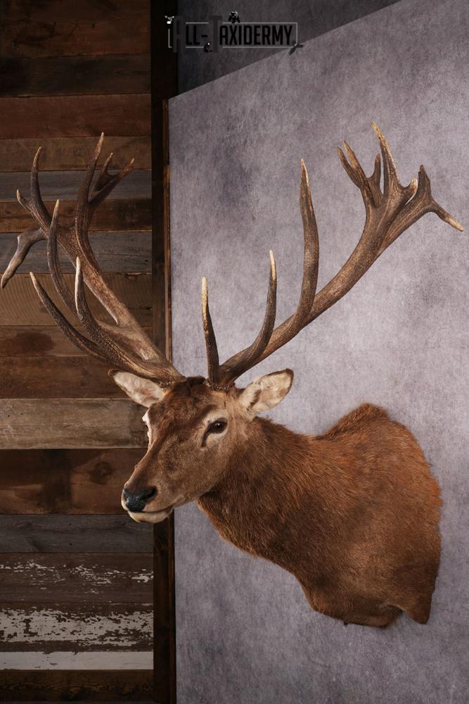 Red Stag Taxidermy mount SKU 2590 - Image 3