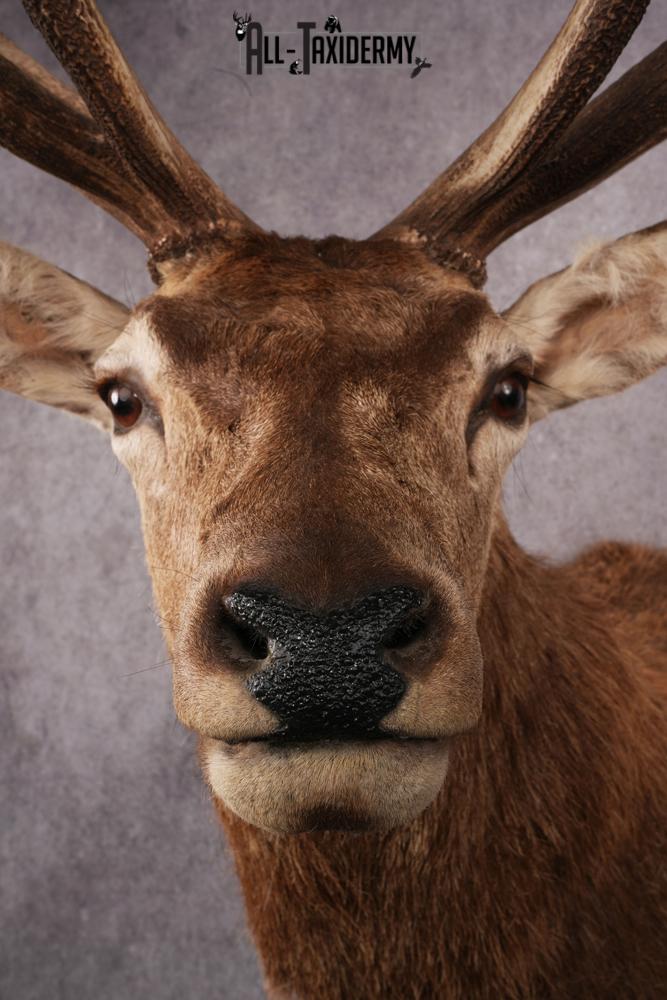 Red Stag Taxidermy mount SKU 2590 - Image 4