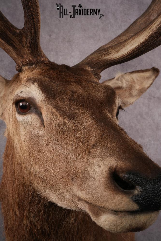 Red Stag Taxidermy mount SKU 2590 - Image 5
