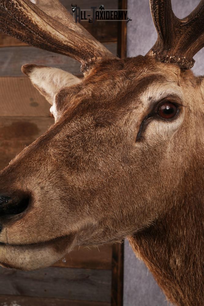 Red Stag Taxidermy mount SKU 2590 - Image 6