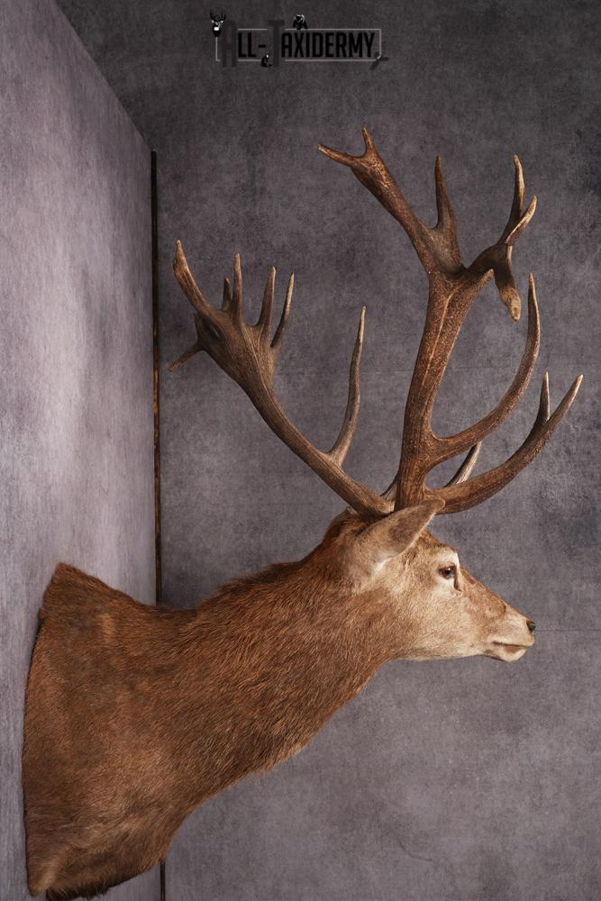 Red Stag Taxidermy mount SKU 2590 - Image 7