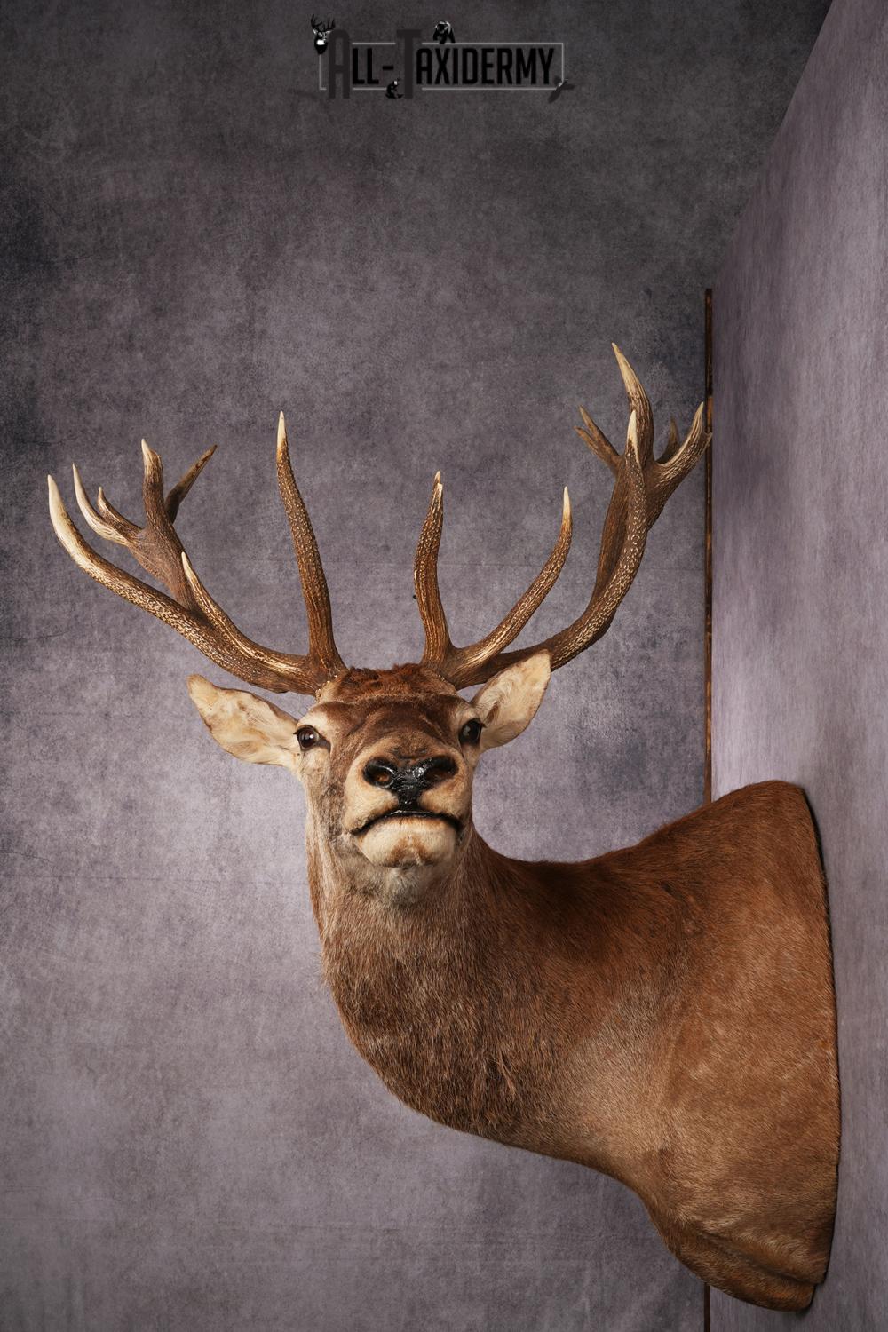Red Stage Taxidermy Shoulder Mount SKU 2405 - Image 2