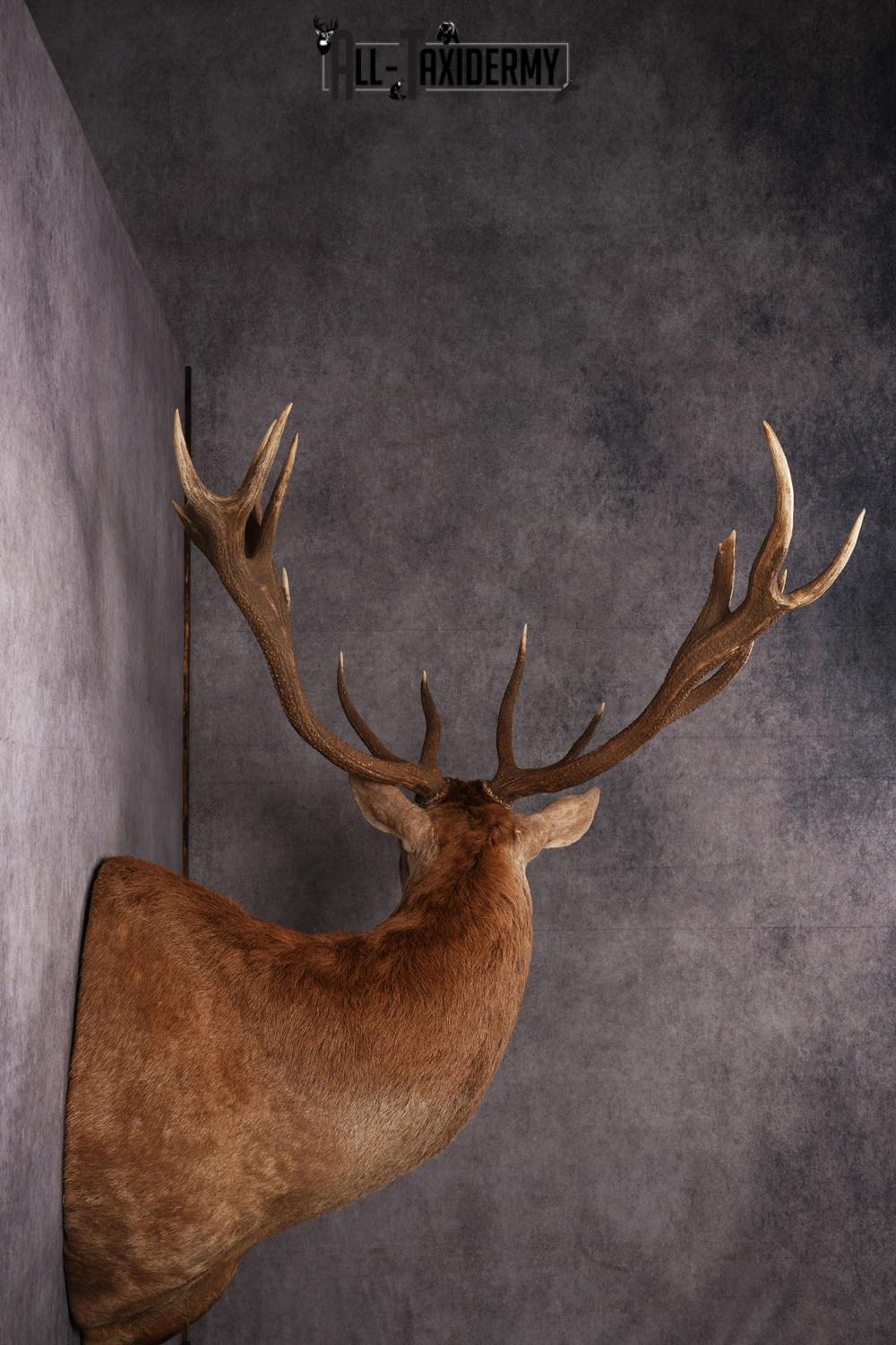 Red Stage Taxidermy Shoulder Mount SKU 2405 - Image 3
