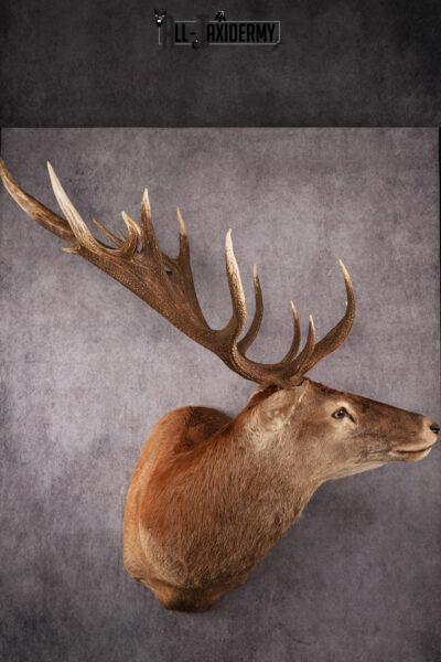 Red Stage Taxidermy Shoulder Mount SKU 2405