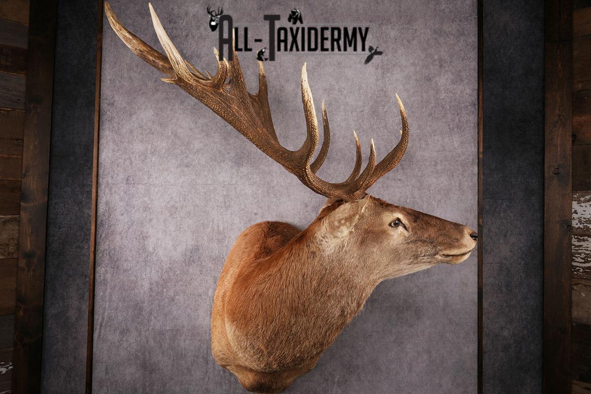 Red Stage Taxidermy Shoulder Mount SKU 2405 - Image 6