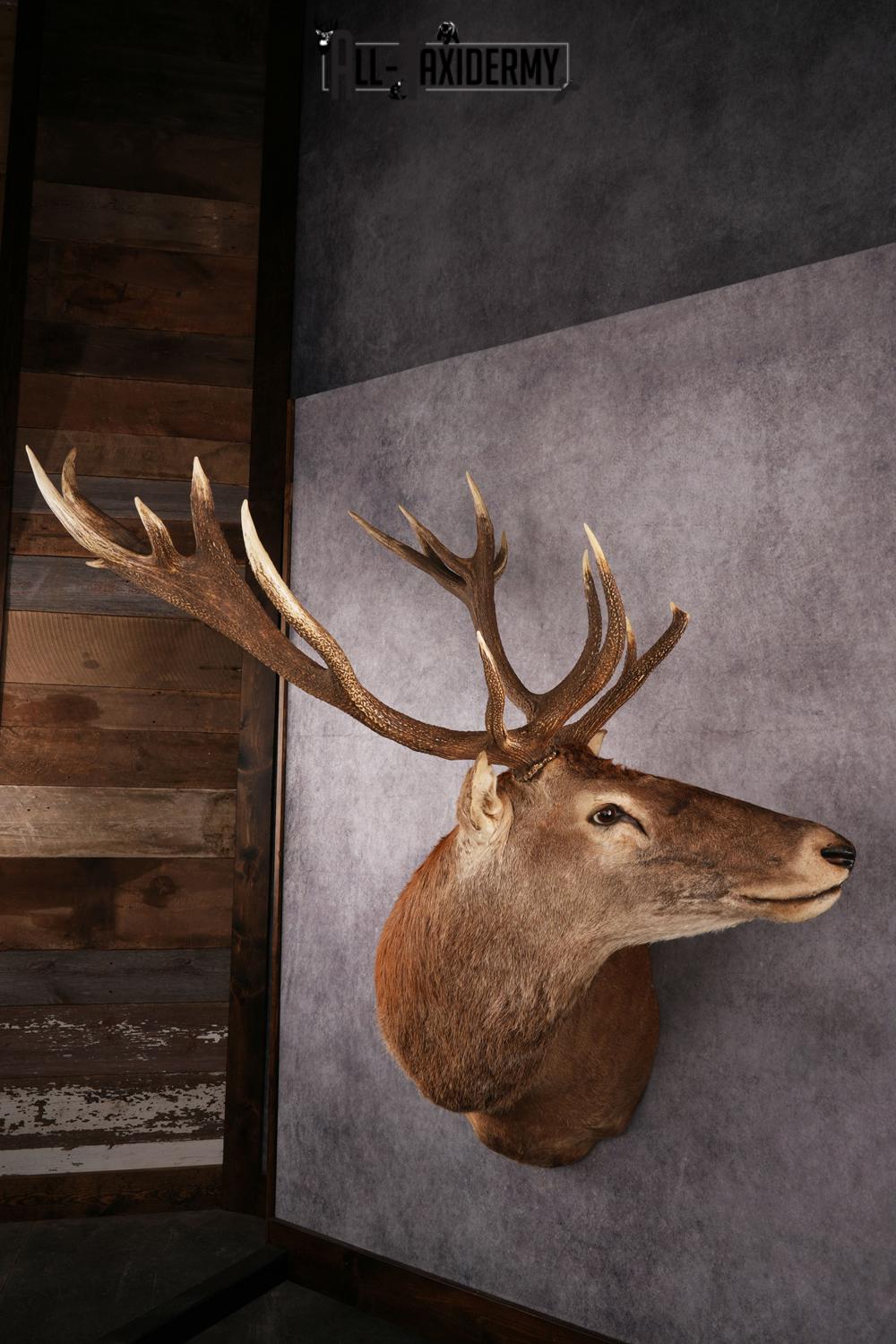 Red Stage Taxidermy Shoulder Mount SKU 2405 - Image 4