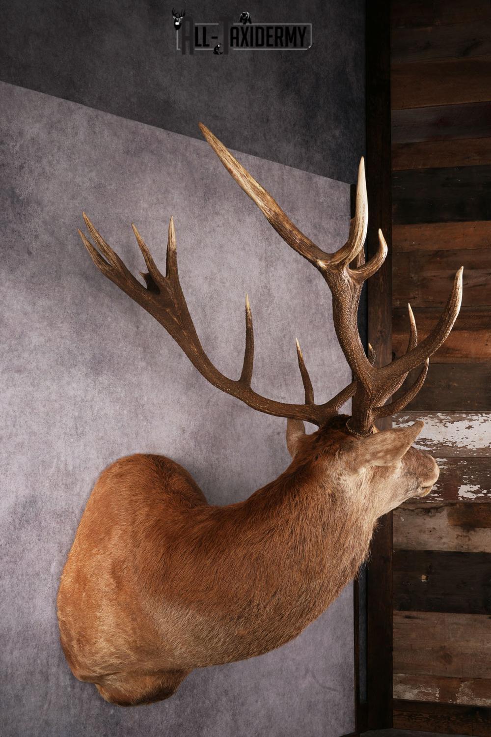 Red Stage Taxidermy Shoulder Mount SKU 2405 - Image 5