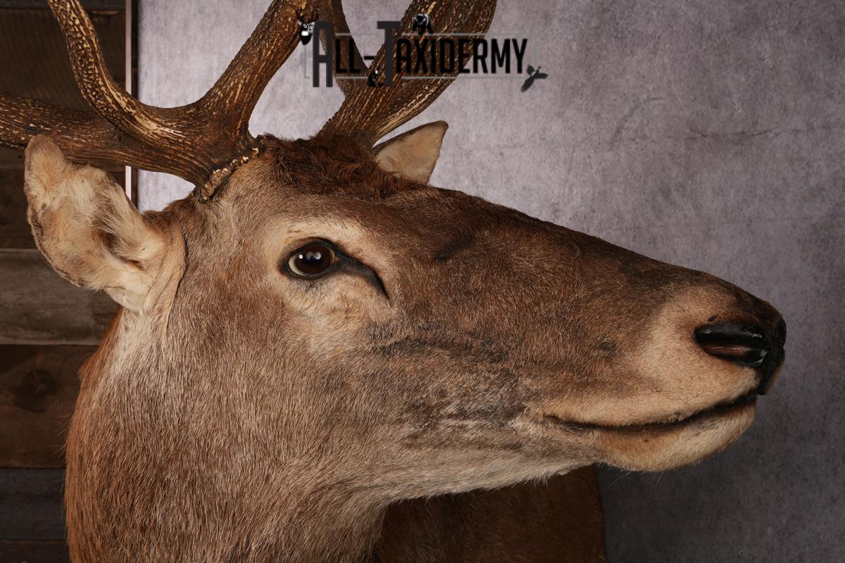 Red Stage Taxidermy Shoulder Mount SKU 2405 - Image 7