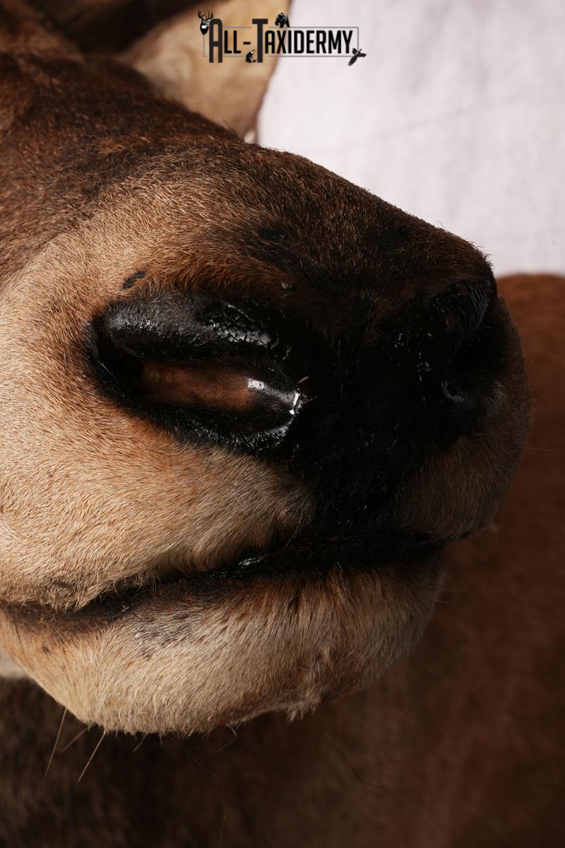 Red Stage Taxidermy Shoulder Mount SKU 2405 - Image 8