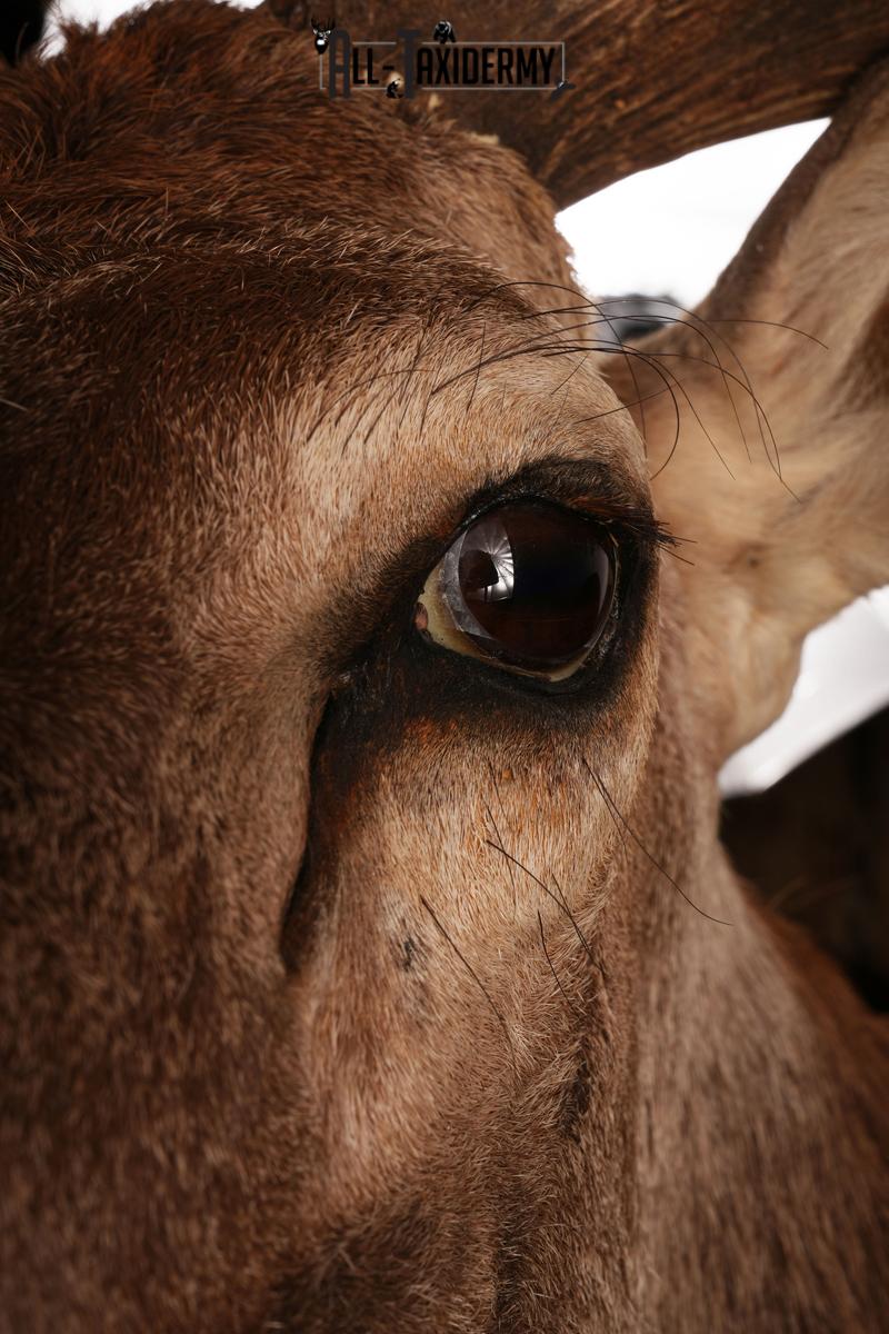 Red Stage Taxidermy Shoulder Mount SKU 2405 - Image 9