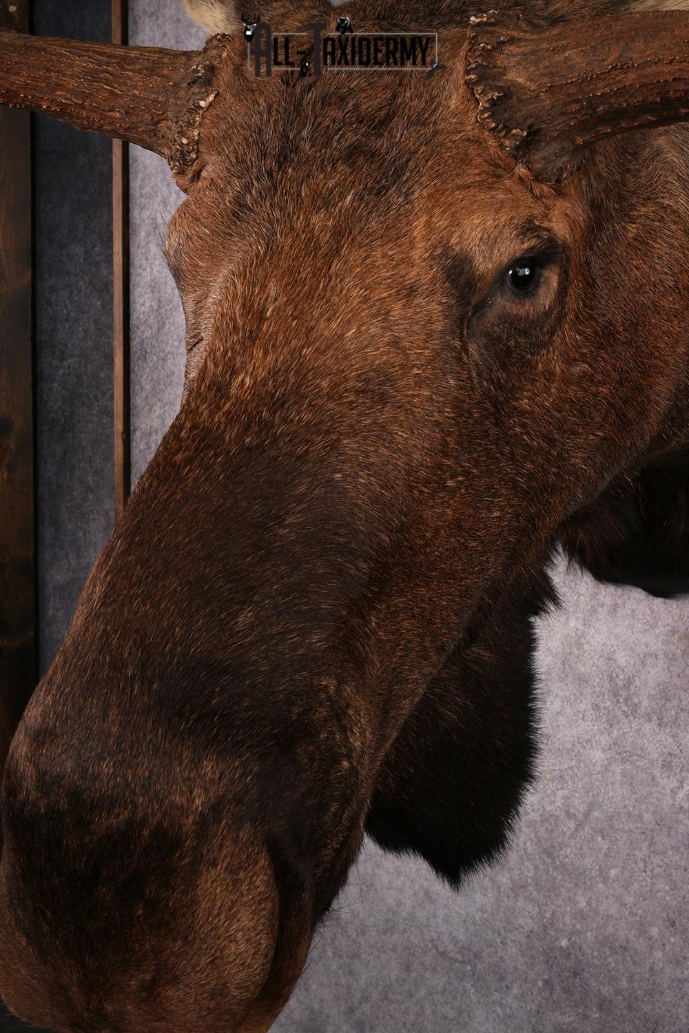 Alaskan Moose taxidermy mount SKU 2573 - Image 2