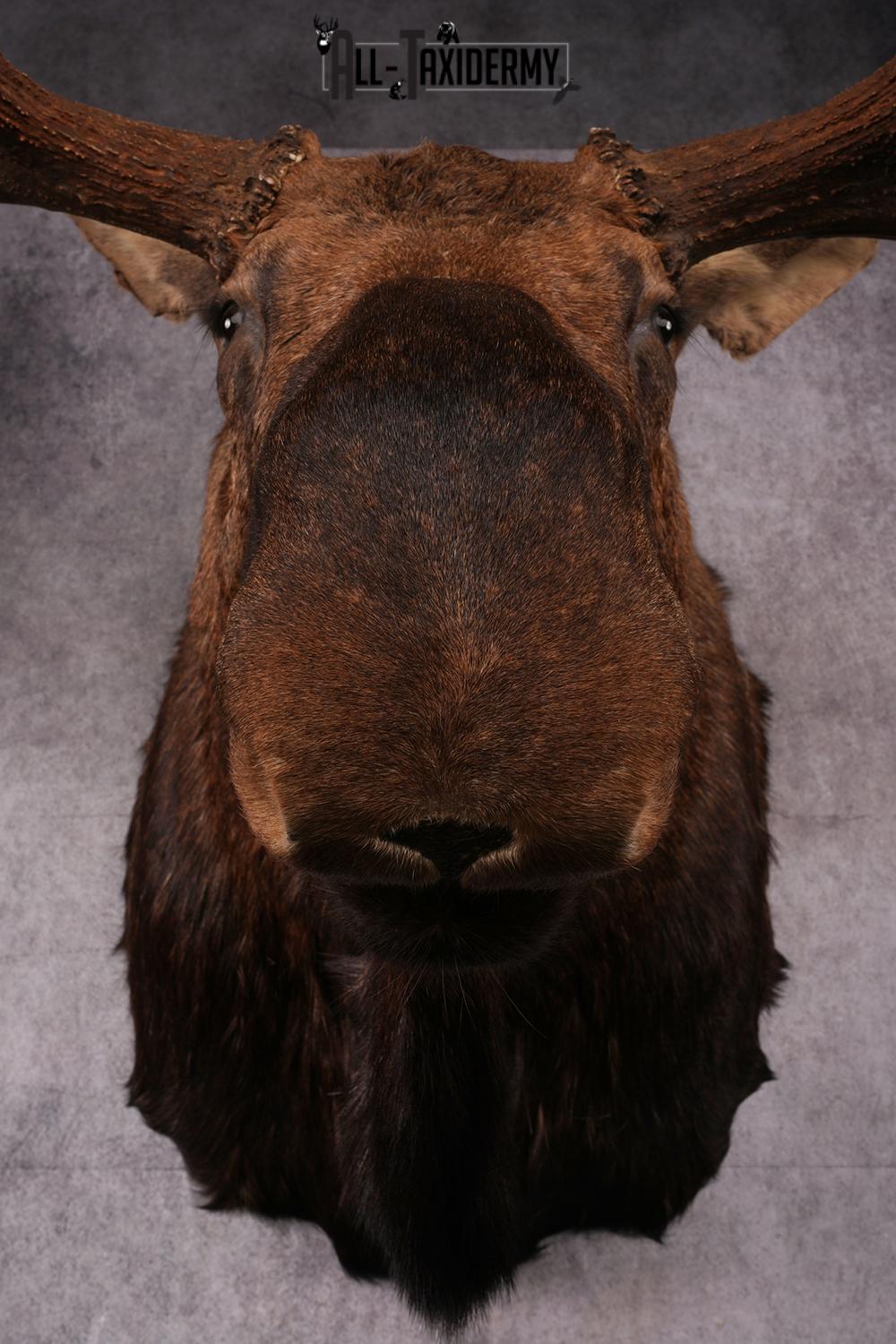Alaskan Moose taxidermy mount SKU 2573 - Image 3