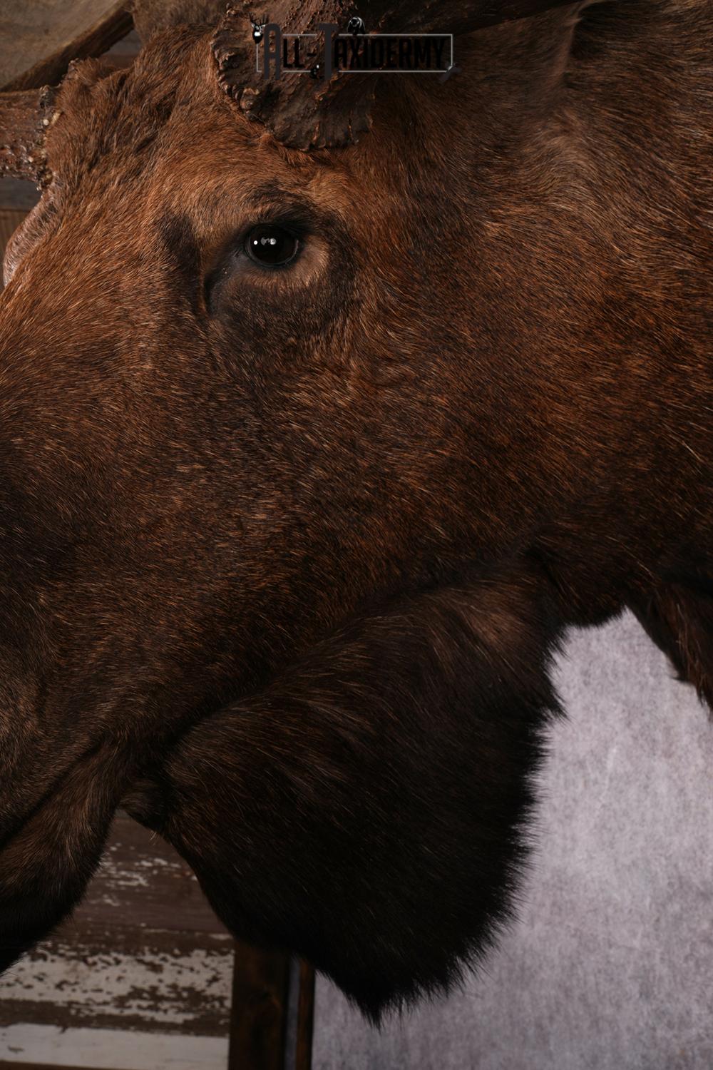 Alaskan Moose taxidermy mount SKU 2573 - Image 4