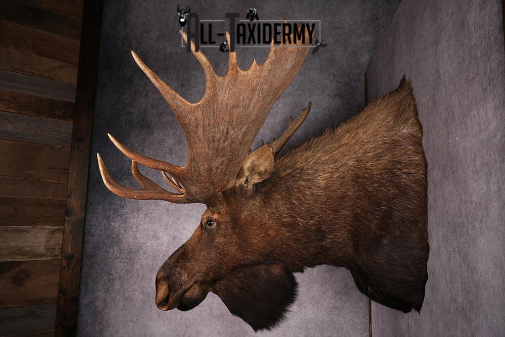 Alaskan Moose taxidermy mount SKU 2573 - Image 5