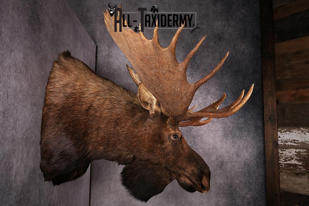Alaskan Moose taxidermy mount SKU 2573 - Image 6