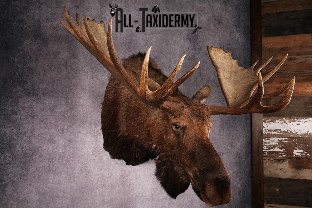 Alaskan Moose taxidermy mount SKU 2573 - Image 7