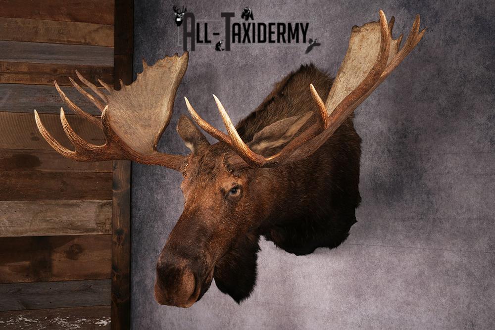 Alaskan Moose taxidermy mount SKU 2573 - Image 8